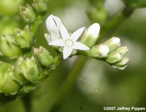 Lax Hornpod (Mitreola petiolata)