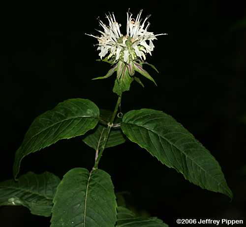 Basil Bergamot (Monarda clinopodia)