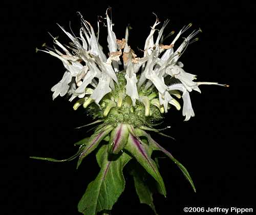 Basil Bergamot (Monarda clinopodia)