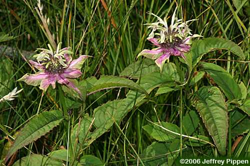 Basil Bergamot (Monarda clinopodia)