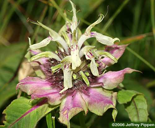 Basil Bergamot (Monarda clinopodia)