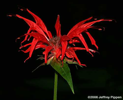 Bee-balm (Monarda didyma)