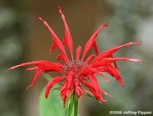 Bee-balm (Monarda didyma)