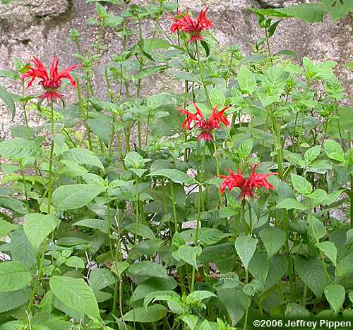 Bee-balm (Monarda didyma)