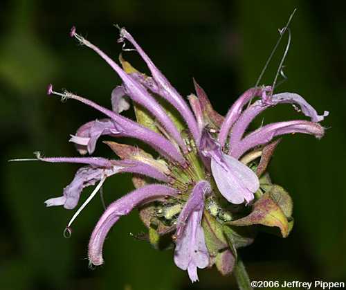 Wild Bergamot (Monarda fistulosa)