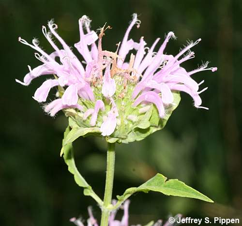Wild Bergamot (Monarda fistulosa)