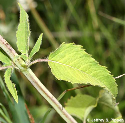 Wild Bergamot (Monarda fistulosa)