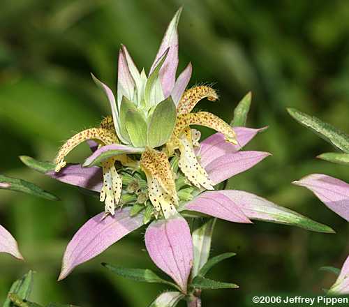 Eastern Horse-mint (Monarda punctata)
