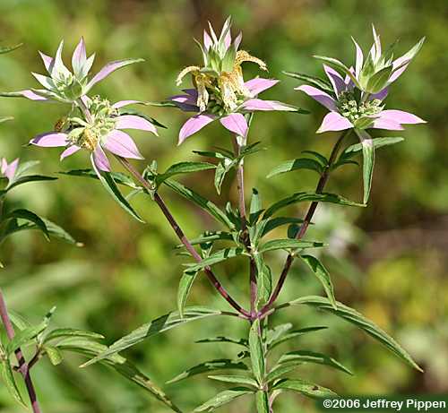 Eastern Horse-mint (Monarda punctata)