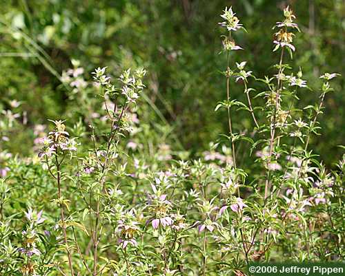 Eastern Horse-mint (Monarda punctata)