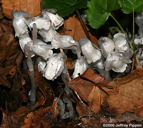 Indian Pipes (Monotropa uniflora)