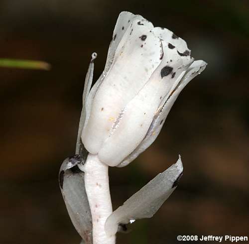 Indian Pipes (Monotropa uniflora)