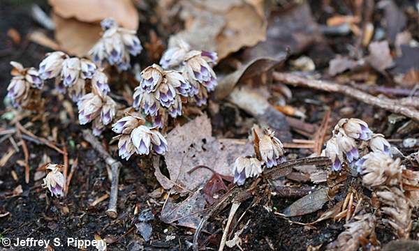 Appalachian Pygmy Pipes, Sweet Pinesap (Monotropsis odorata)
