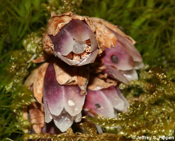 Appalachian Pygmy Pipes, Sweet Pinesap (Monotropsis odorata)