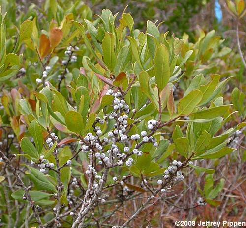 Common Wax Myrtle (Morella cerifera)