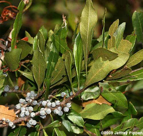 Common Wax Myrtle (Morella cerifera)