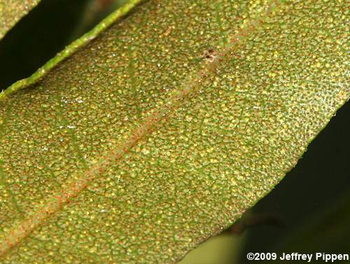 Common Wax Myrtle (Morella cerifera)
