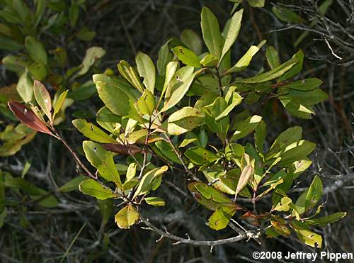 Northern Bayberry, Candleberry (Morella pensylvanica)