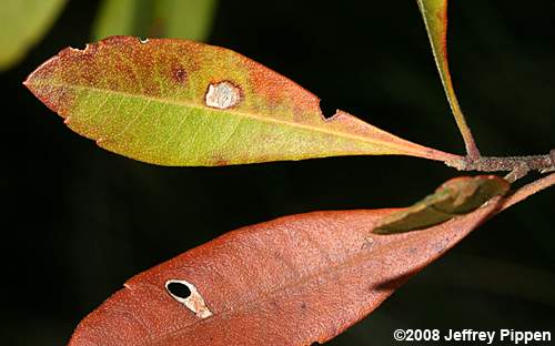 Northern Bayberry, Candleberry (Morella pensylvanica)