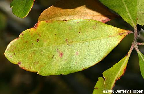 Northern Bayberry, Candleberry (Morella pensylvanica)