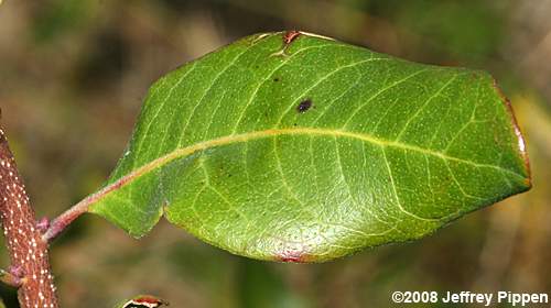 Northern Bayberry, Candleberry (Morella pensylvanica)