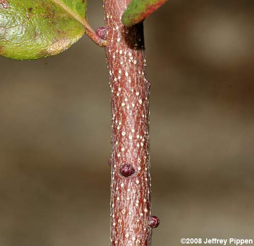 Northern Bayberry, Candleberry (Morella pensylvanica)