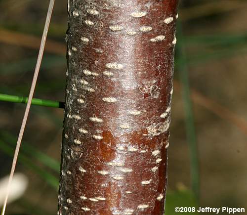 Northern Bayberry, Candleberry (Morella pensylvanica)