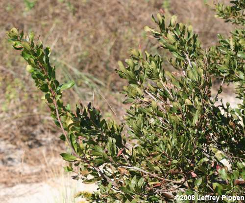 Northern Bayberry, Candleberry (Morella pensylvanica)