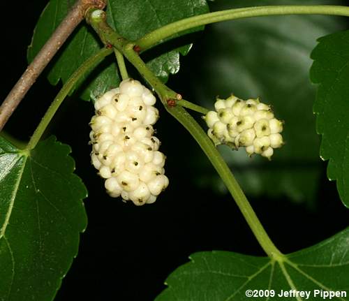 White Mulberry (Morus alba)