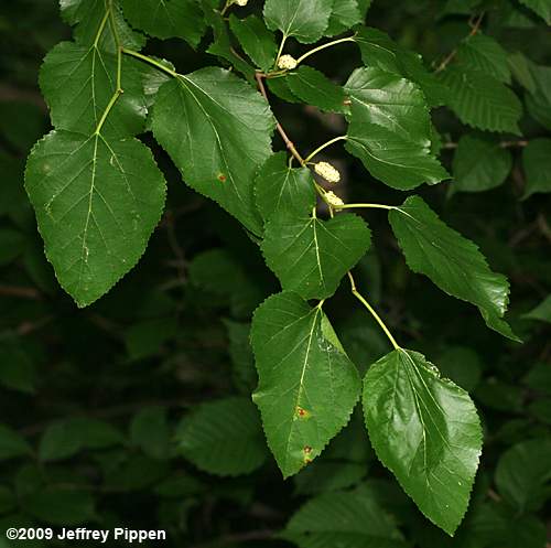 White Mulberry (Morus alba)