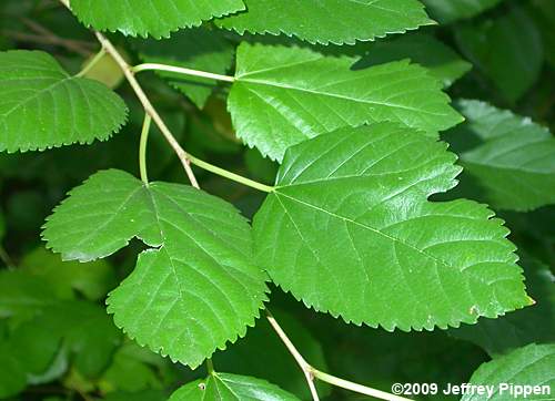 White Mulberry (Morus alba)