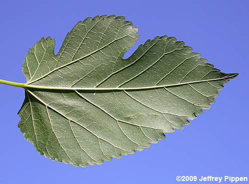 White Mulberry (Morus alba)