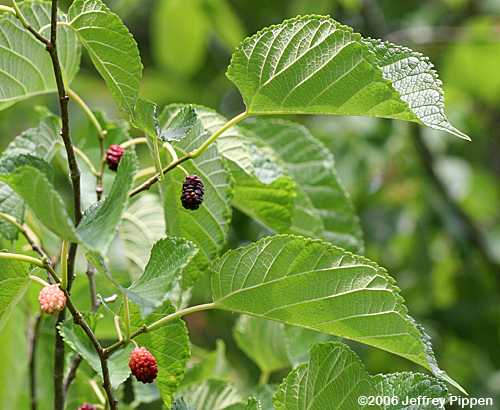 Red Mulberry (Morus rubra)
