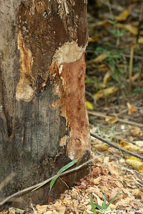 Red Mulberry (Morus rubra)