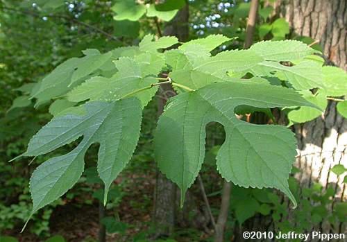 Red Mulberry (Morus rubra)