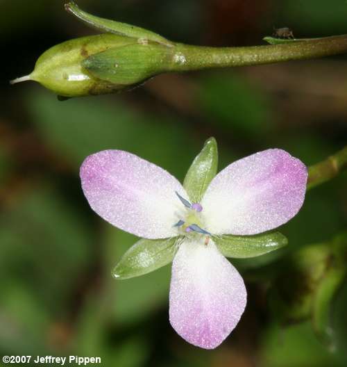 Marsh Dewflower, Swamp Dayflower (Murdannia keisak)