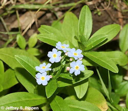 Bay Forget-Me-Not (Myosotis laxa)