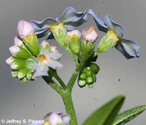 Bay Forget-Me-Not (Myosotis laxa)