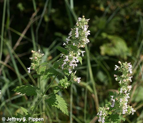 Catnip (Nepeta cataria)