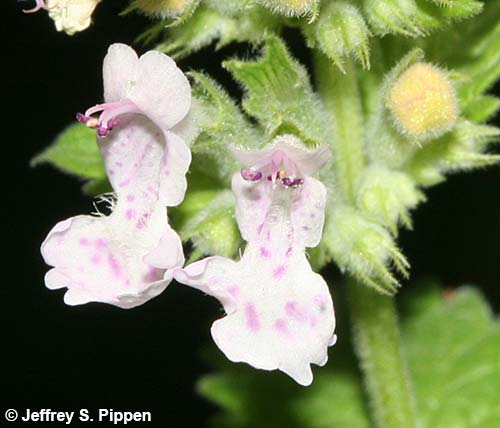 Catnip (Nepeta cataria)