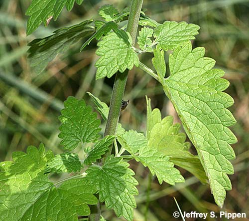 Catnip (Nepeta cataria)