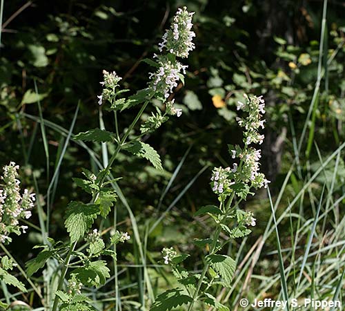 Catnip (Nepeta cataria)