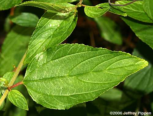 New Jersey Tea (Ceanothus americanus)
