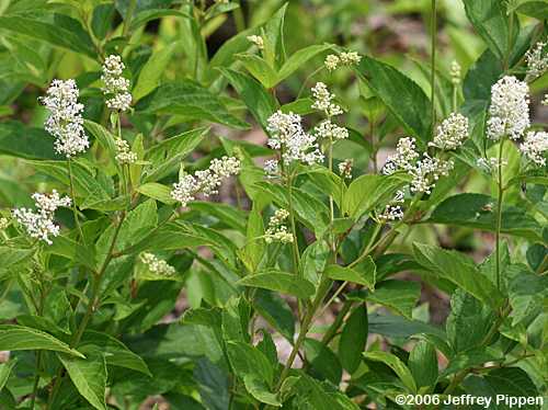 New Jersey Tea (Ceanothus americanus)