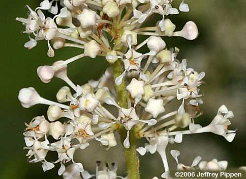 New Jersey Tea (Ceanothus americanus)