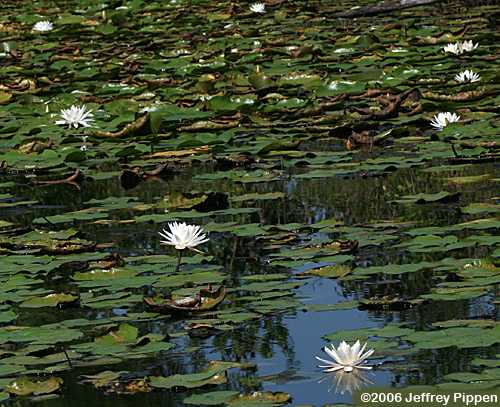 Nymphaea odorata (White Water Lily)