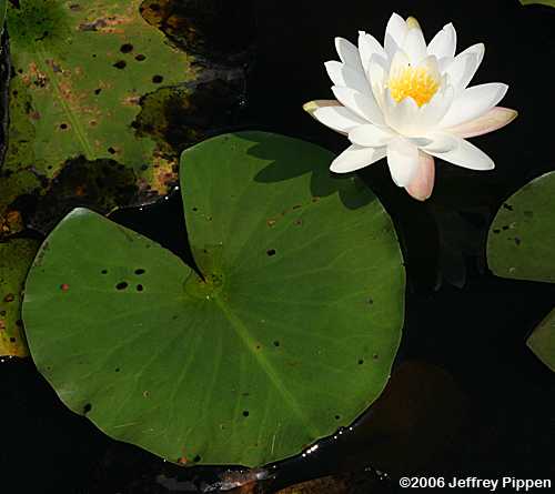 Nymphaea odorata (White Water Lily)