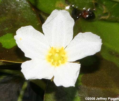 Little Floating Heart (Nymphoides cordata)