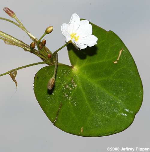 Little Floating Heart (Nymphoides cordata)