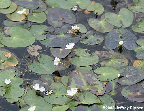 Little Floating Heart (Nymphoides cordata)